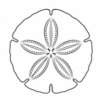 Ocean Series sand dollar engraving design