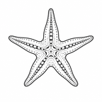 Ocean Series starfish engraving design